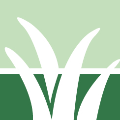 Knotweed Removal Pros
