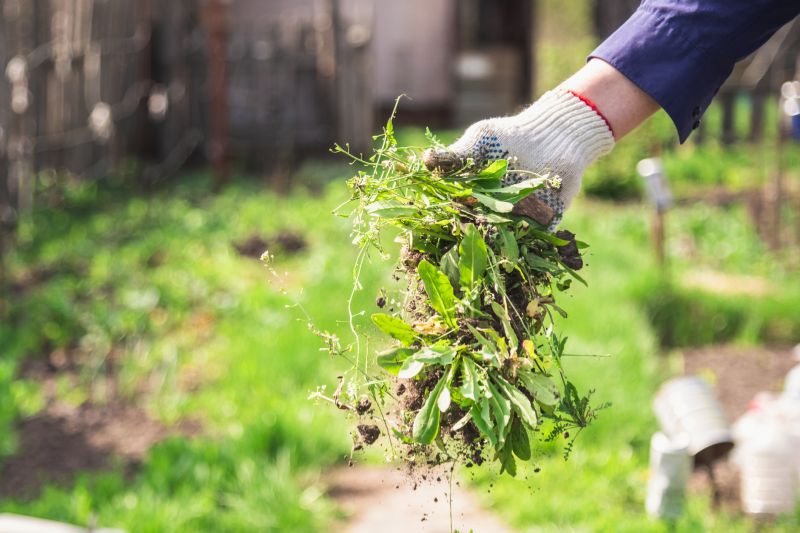 Knotweed Removal Service
