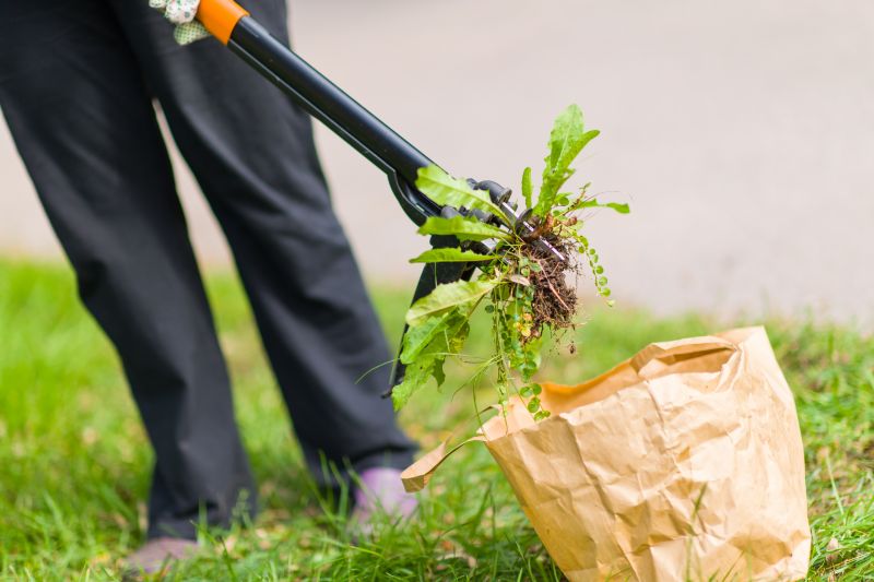 Local Knotweed Removal pros at work