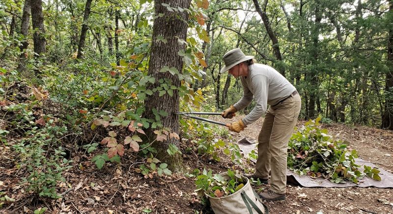 Poison Ivy Removal in Philadelphia, PA