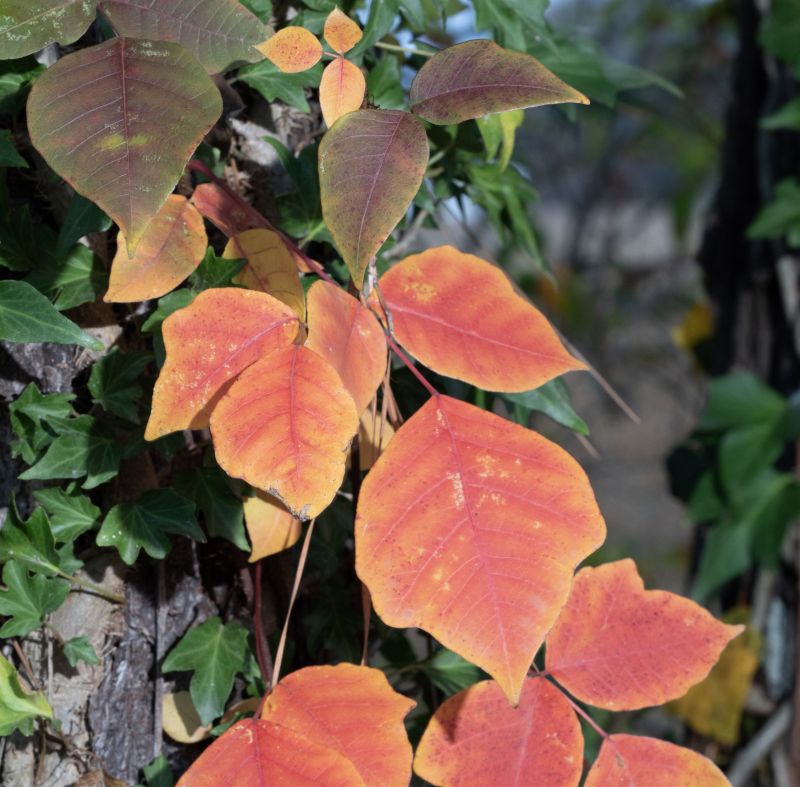 Poison Oak Removal in Newark, DE