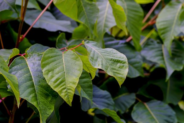 Sumac Eradication