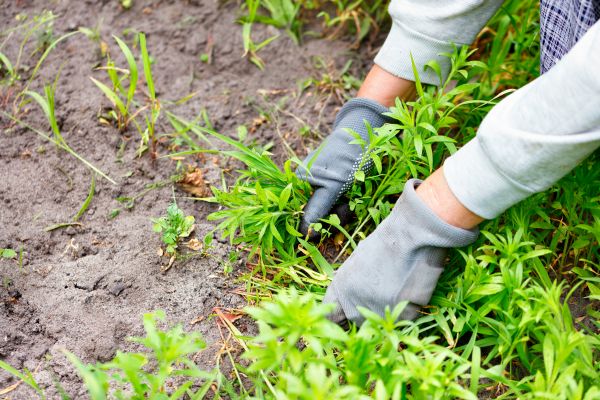 Hemlock Removal