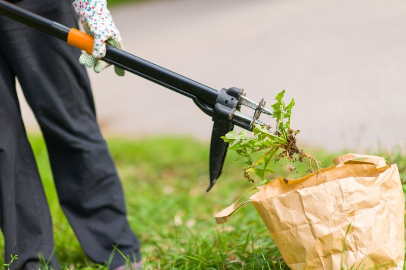 Knotweed Removal
