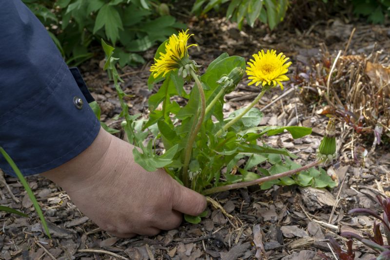 Knotweed in Spring