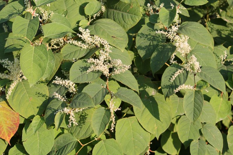 Knotweed Infestation