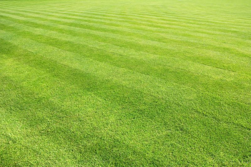 Healthy Lawn Maintenance