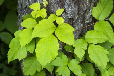 Poison Ivy Removal in Pottstown, PA