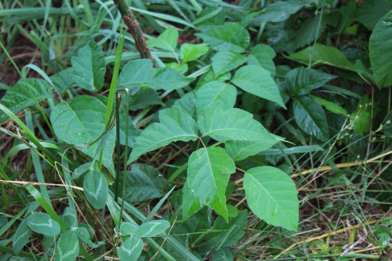 Poison Ivy Removal in Delaware County, PA