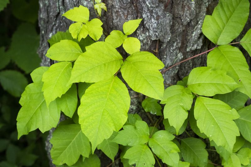 Poison Oak Removal in Lancaster County, PA
