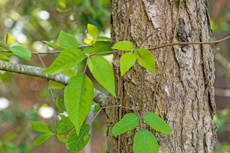 Poison Oak Removal in Burlington County, NJ